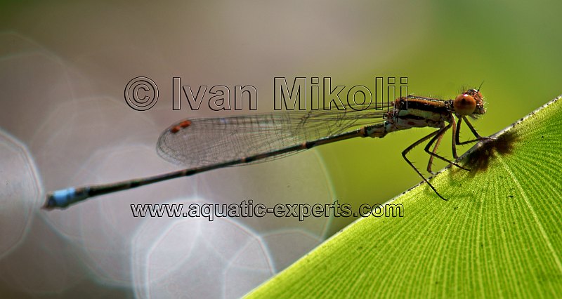 dragonflies